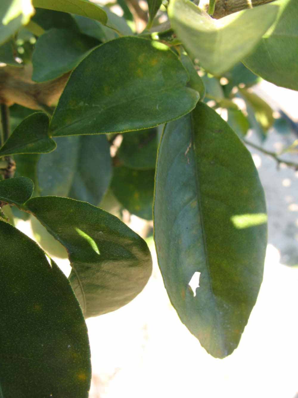            Shade leaves (Winter Haven, FL)   